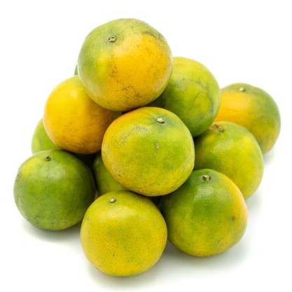 Orange Fraîche de Bouaflé – Disponible en Gros