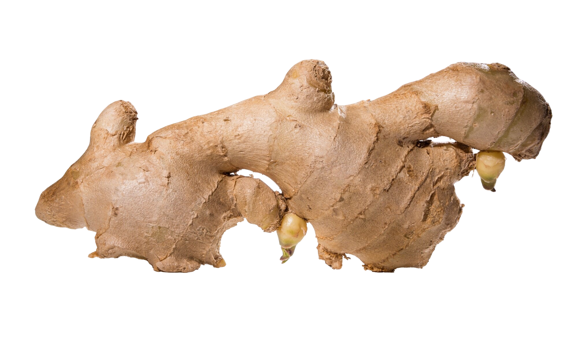 Gingembre Côte d’Ivoire